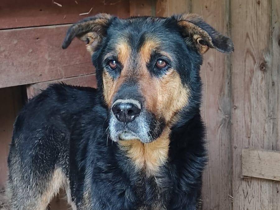 Adotta un cane, taglia grande, maschio, Roma