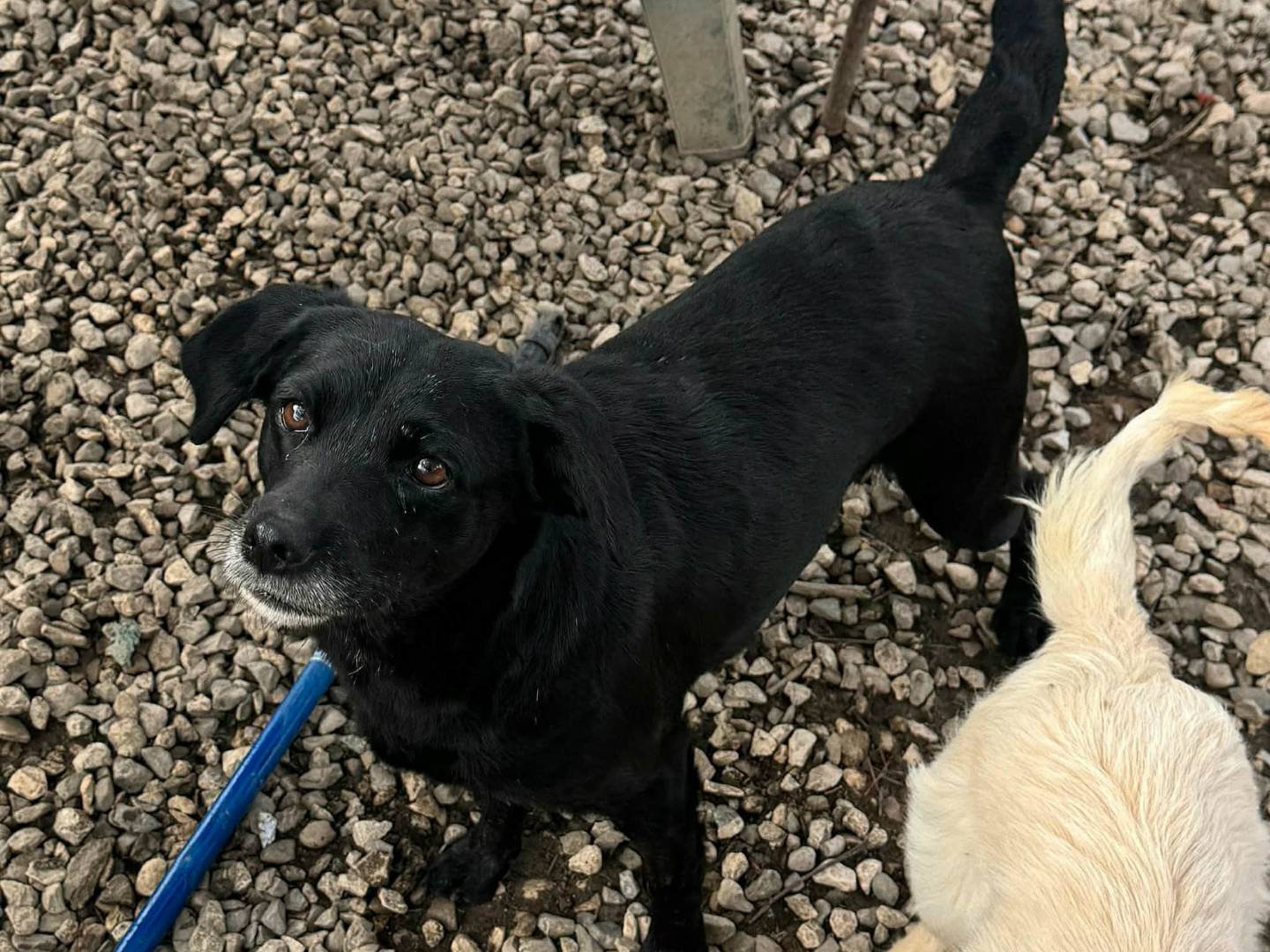 Adozione cane, femmina, Razza sconosciuta Razza sconosciuta, 2 anni e 10 mesi, taglia piccola, Teramo