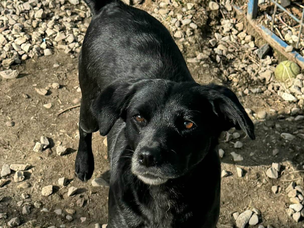 Adotta un cane, femmina, 2 anni e 10 mesi, Teramo