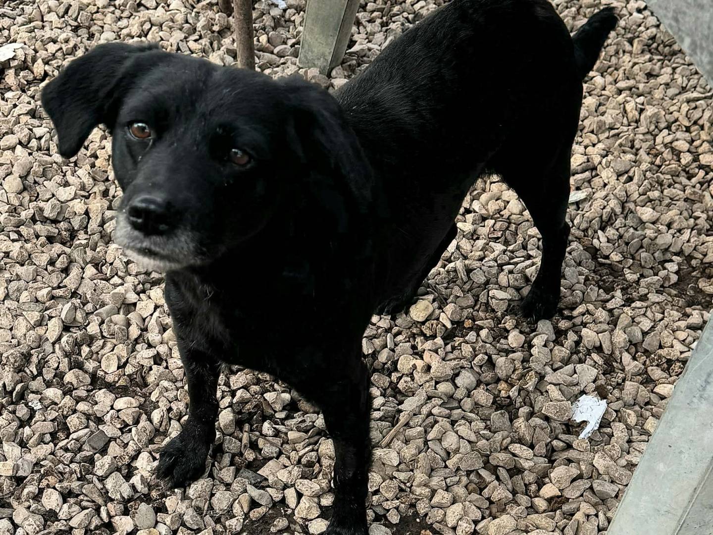 Adotta un cane, taglia piccola, femmina, Teramo