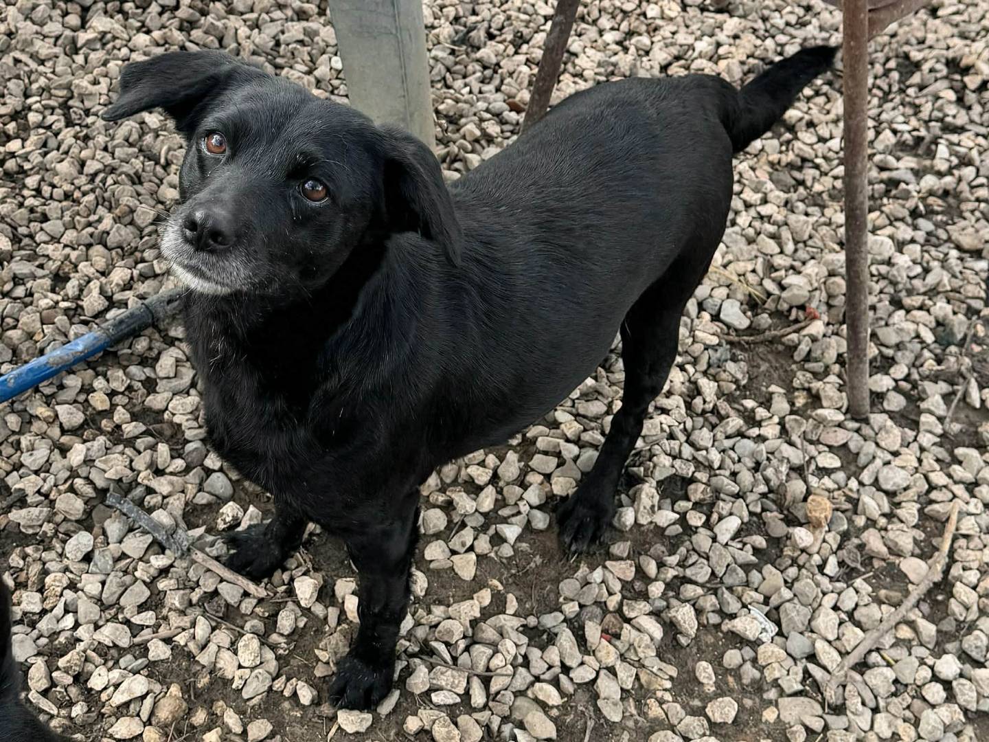 Vuoi adottare un cane a Teramo?