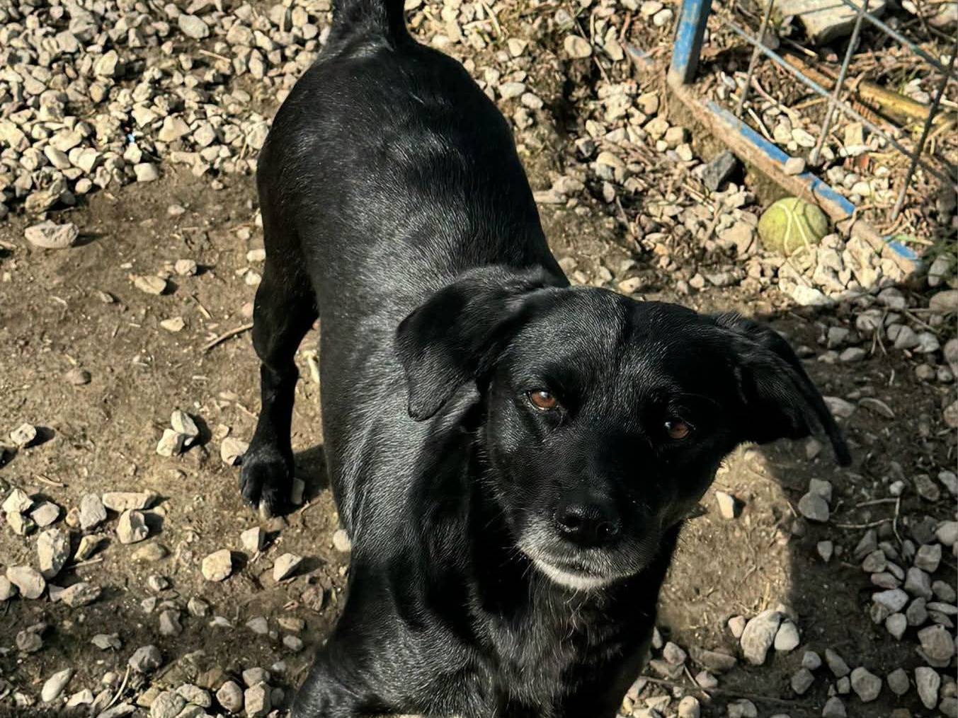 Adotta il cane MONICA  a Teramo