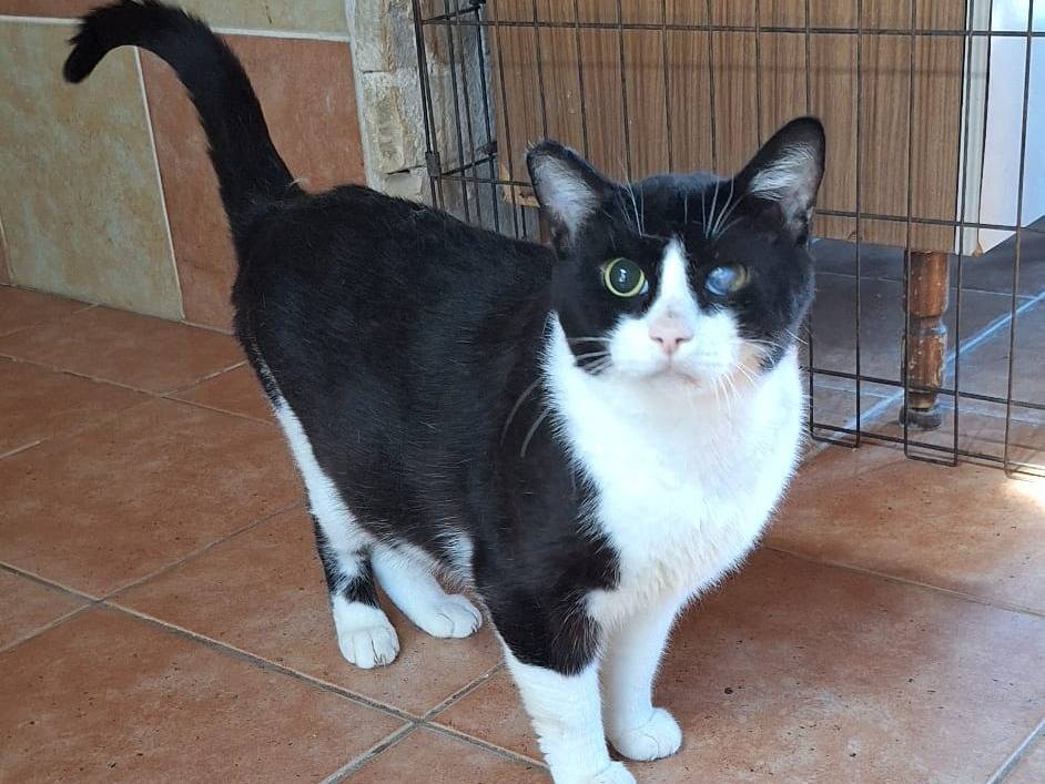 Adozione gatto, maschio, Razza sconosciuta Razza sconosciuta, 1 anno e 4 mesi, taglia non valida, Bologna
