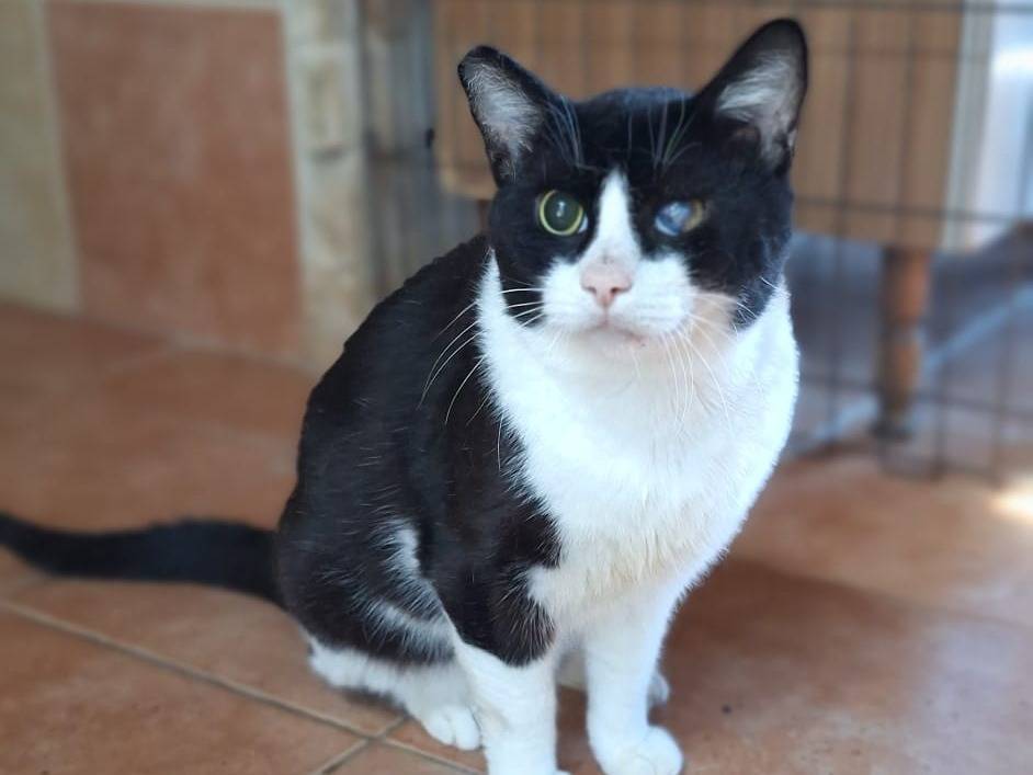 Adotta un gatto, taglia non valida, maschio, Bologna
