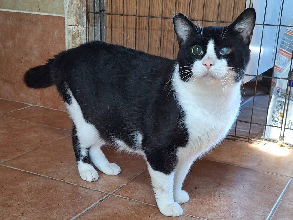Adotta un gatto, maschio, 1 anno e 4 mesi, Bologna