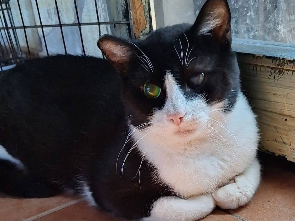 Vuoi adottare un gatto a Bologna?