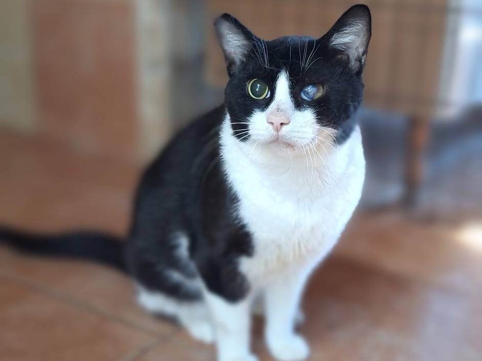 Adotta il gatto Ray a Bologna