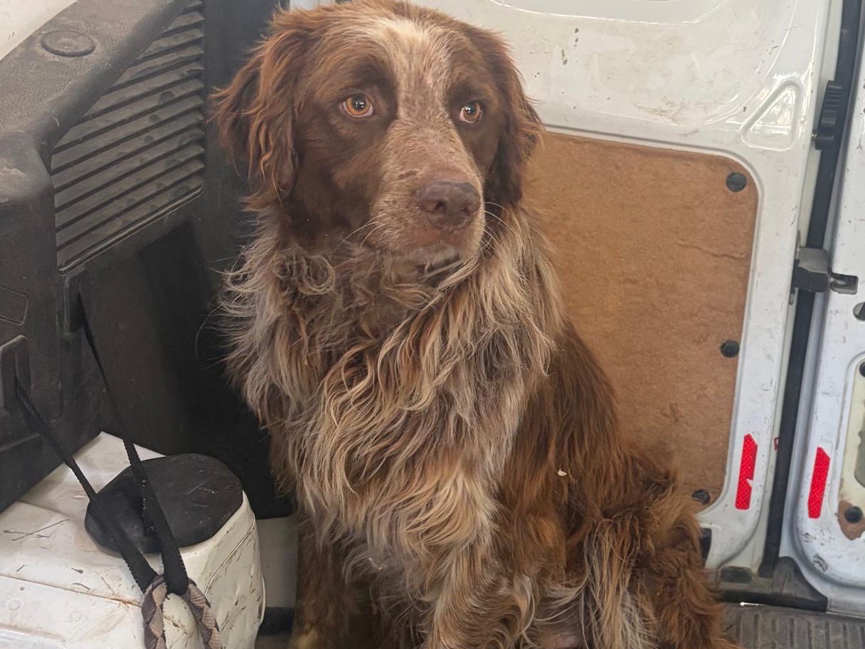 Adotta un cane, maschio, 2 anni e 7 mesi, Trapani