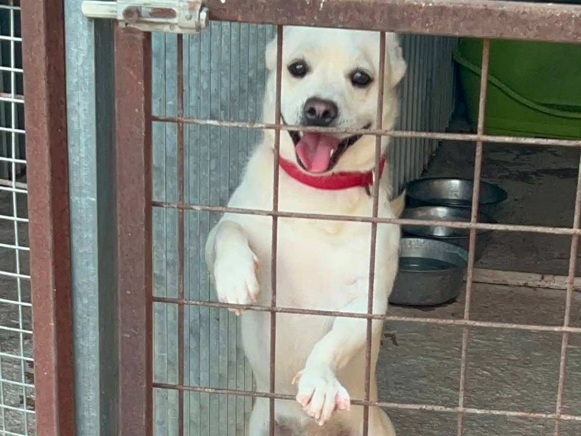 Adozione cane, maschio, Razza sconosciuta Razza sconosciuta, 3 anni, taglia media contenuta, Bari
