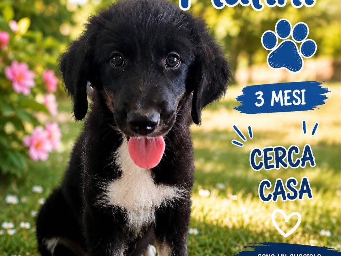 Adozione cane, maschio, Razza sconosciuta Razza sconosciuta, 3 mesi, taglia grande, Trapani