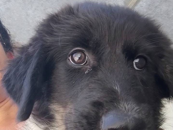 Adotta un cane, maschio, 3 mesi, Trapani