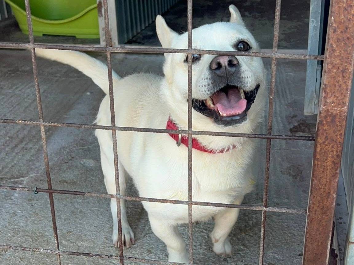 Adotta un cane, maschio, 3 anni, Bari