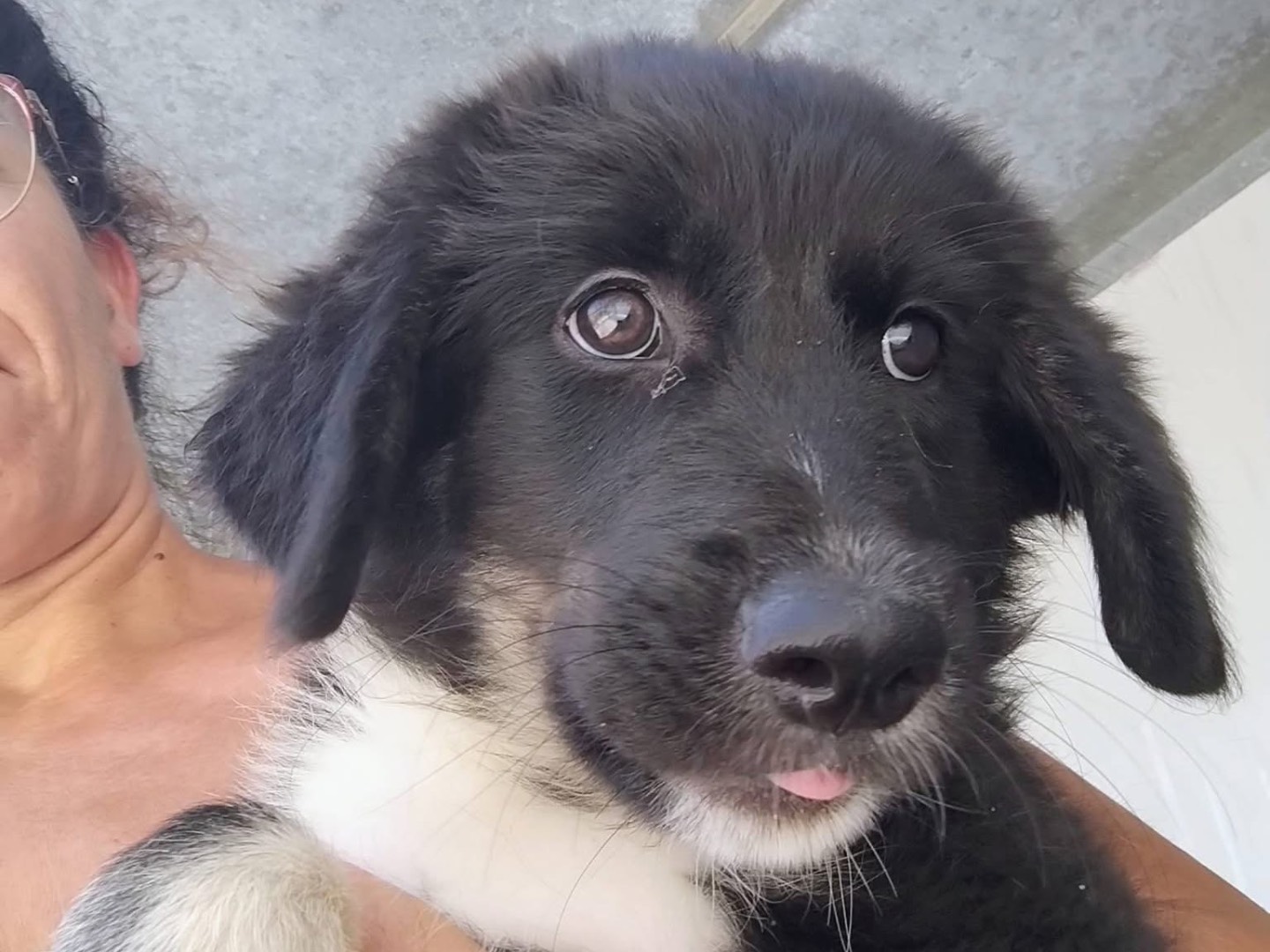 Adotta un cane, taglia grande, maschio, Trapani