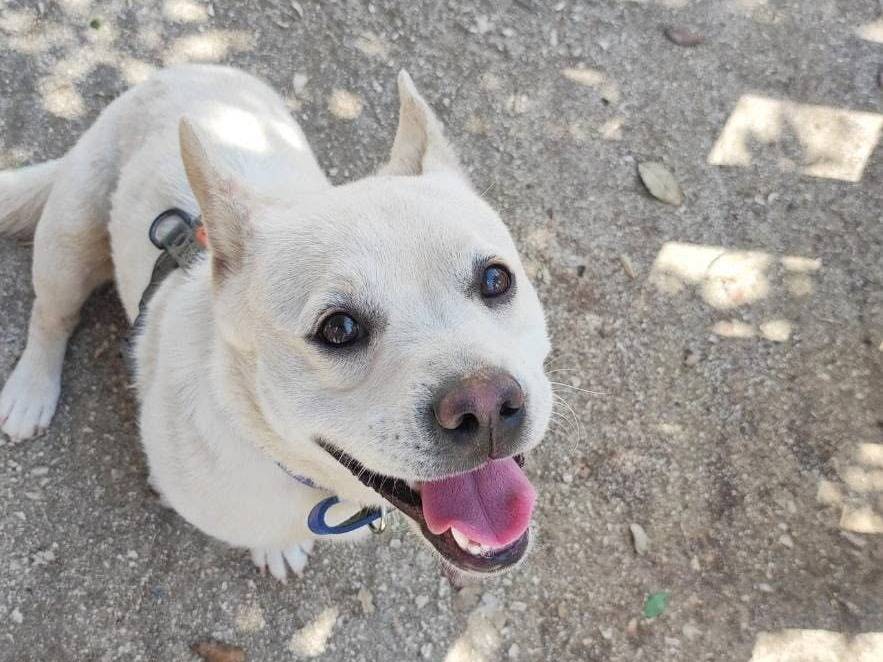 Adotta un cane, taglia media contenuta, maschio, Bari