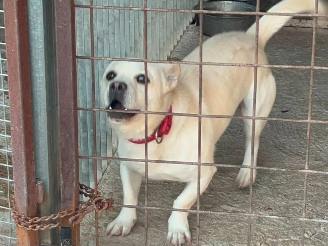 Vuoi adottare un cane a Bari?