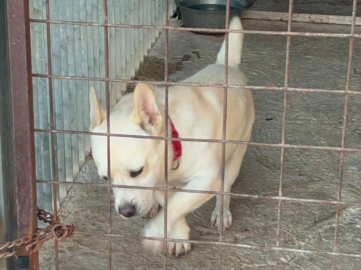 Adotta il cane Baddy a Bari