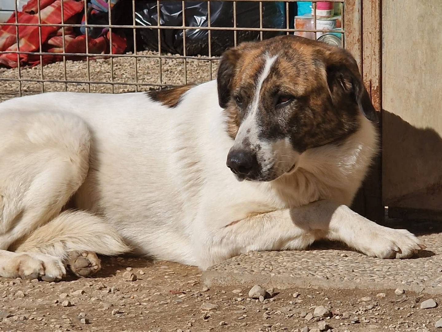 Adotta un cane, femmina, 9 anni e 7 mesi, Pordenone