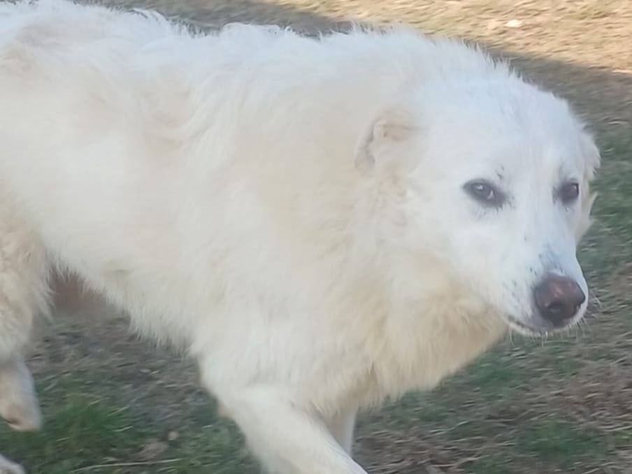 Adozione cane, maschio, Razza sconosciuta Razza sconosciuta, 4 anni e 7 mesi, taglia grande, Mantova