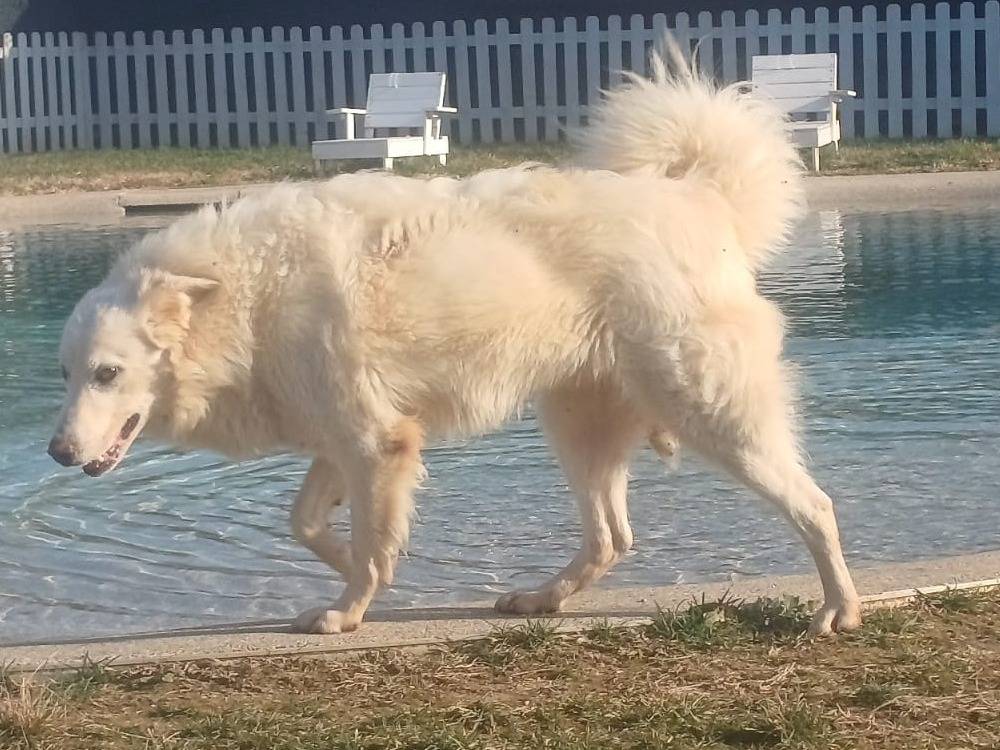 Adotta un cane, maschio, 4 anni e 7 mesi, Mantova