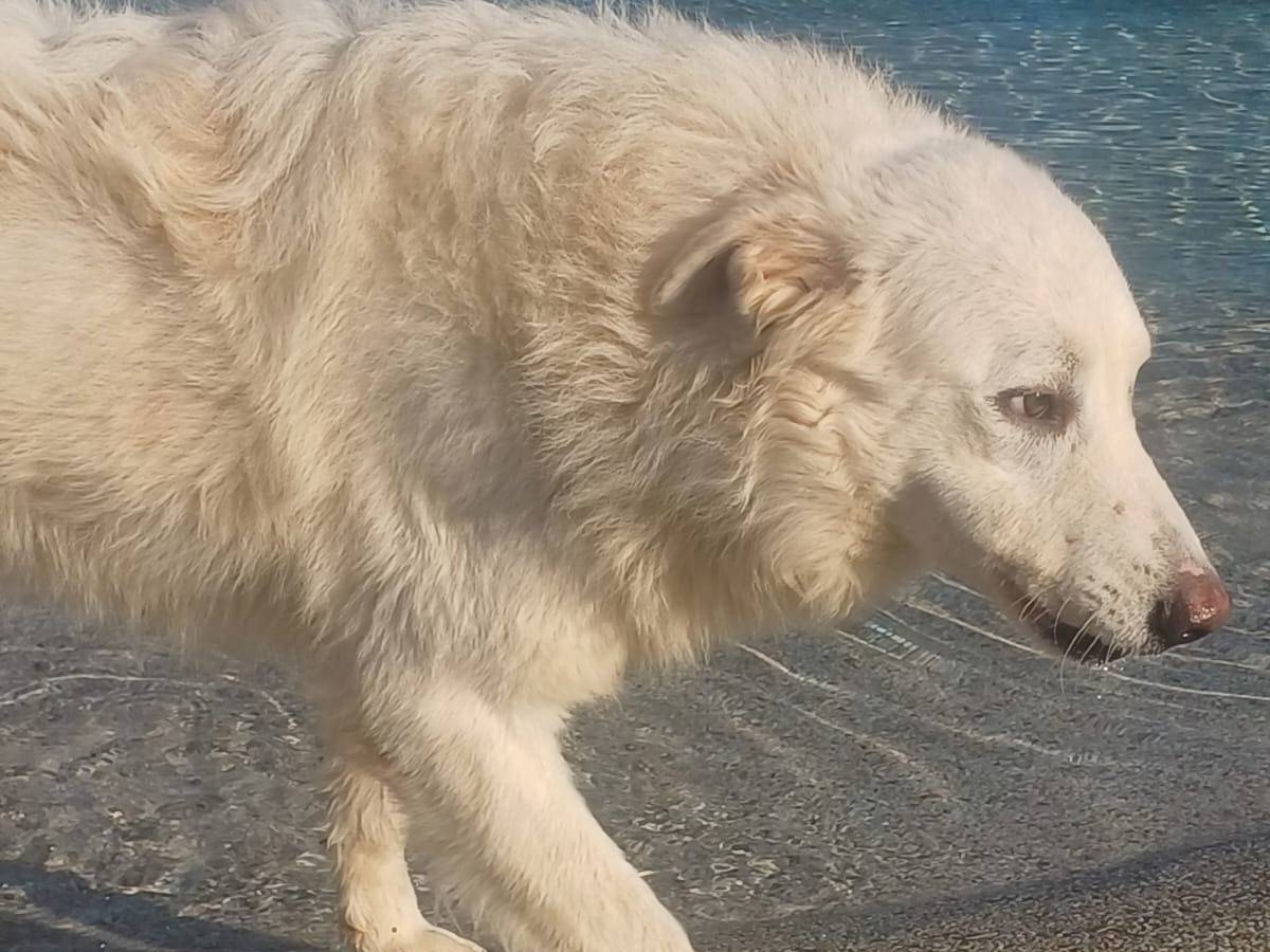 Adotta un cane, taglia grande, maschio, Mantova
