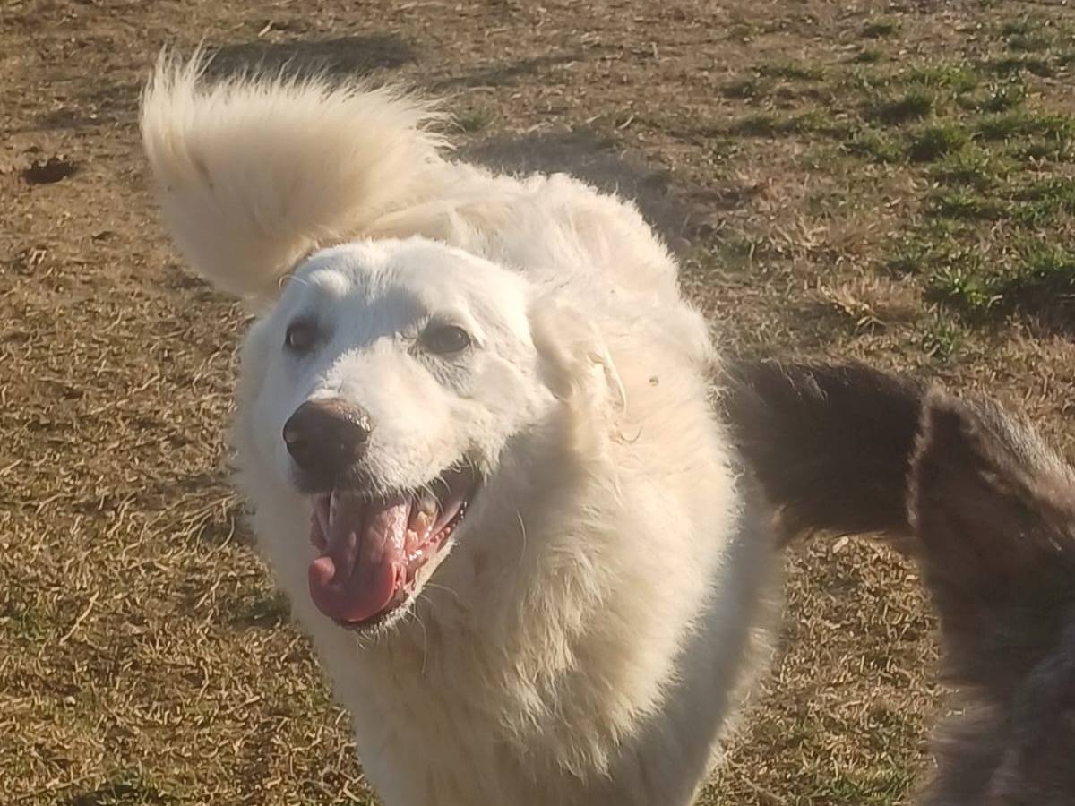 Vuoi adottare un cane a Mantova?