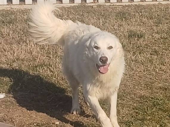 Adotta il cane SNIPPER a Mantova