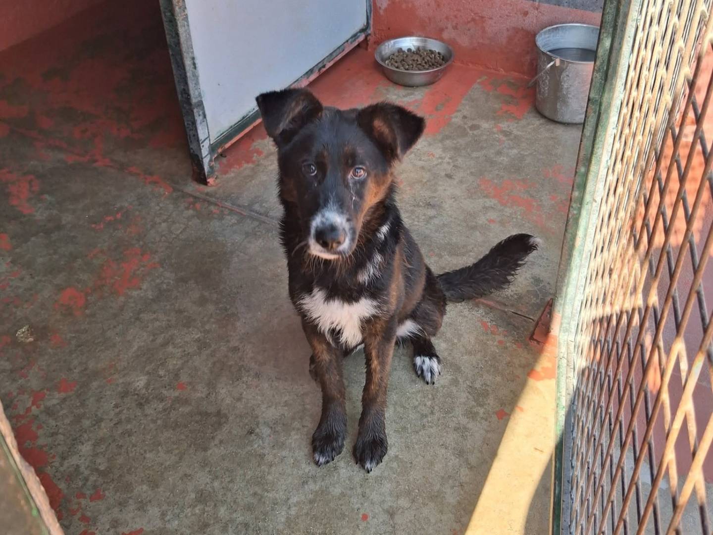 Adozione cane, maschio, Razza sconosciuta Razza sconosciuta, 7 mesi, taglia media contenuta, Bari