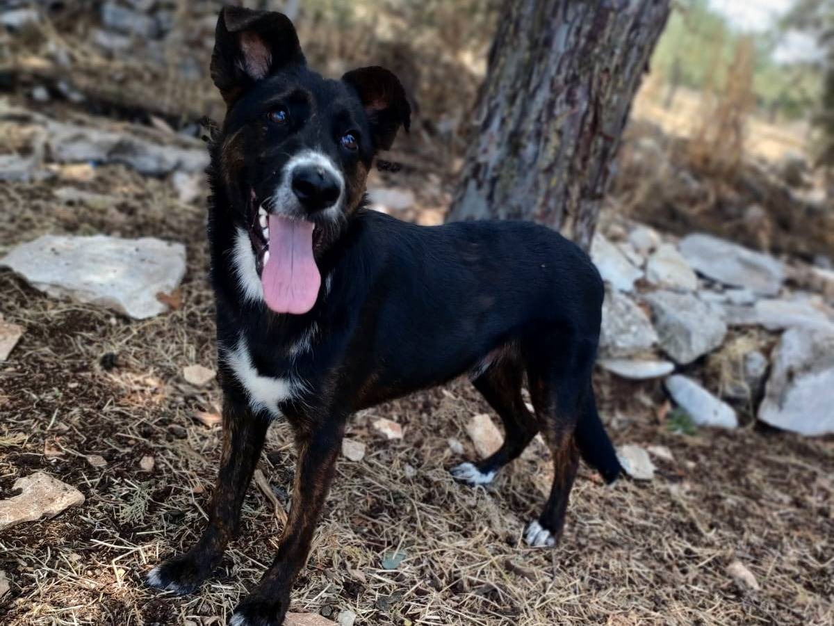 Adotta un cane, maschio, 7 mesi, Bari
