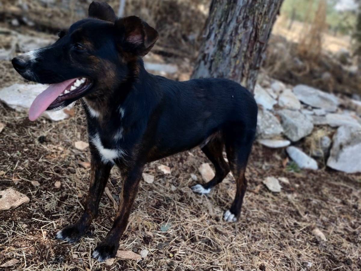 Adotta un cane, taglia media contenuta, maschio, Bari
