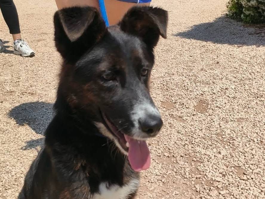 Vuoi adottare un cane a Bari?