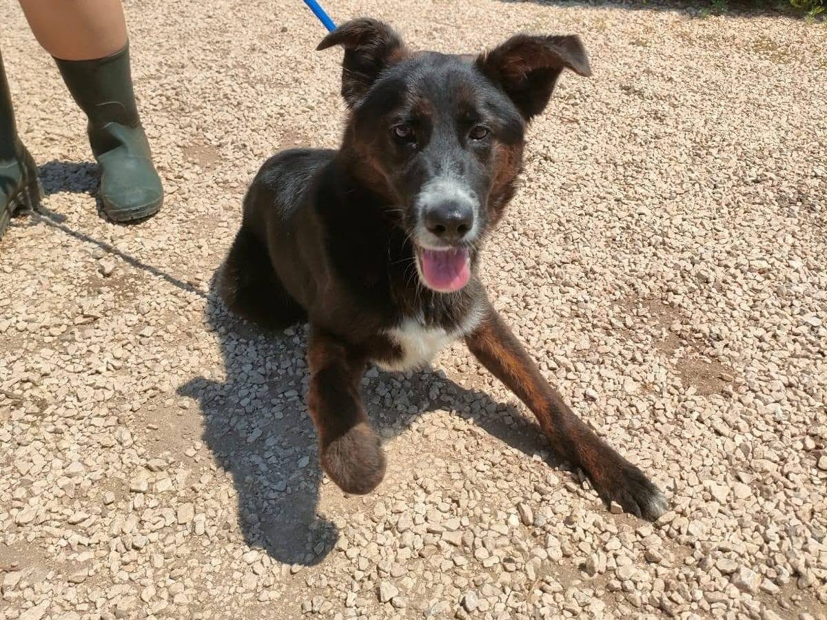 Adotta il cane Jordan a Bari