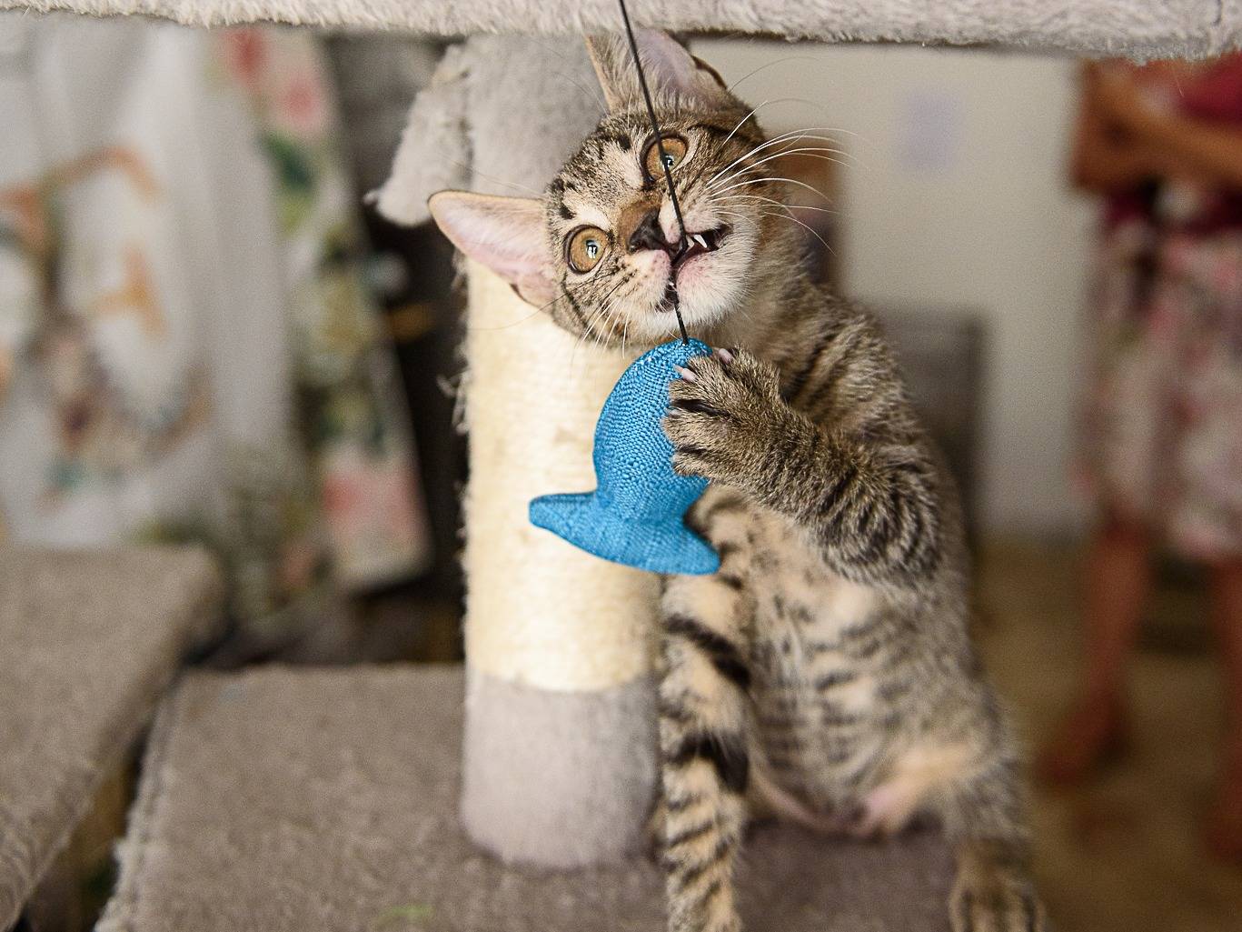 Vuoi adottare un gatto a Genova?