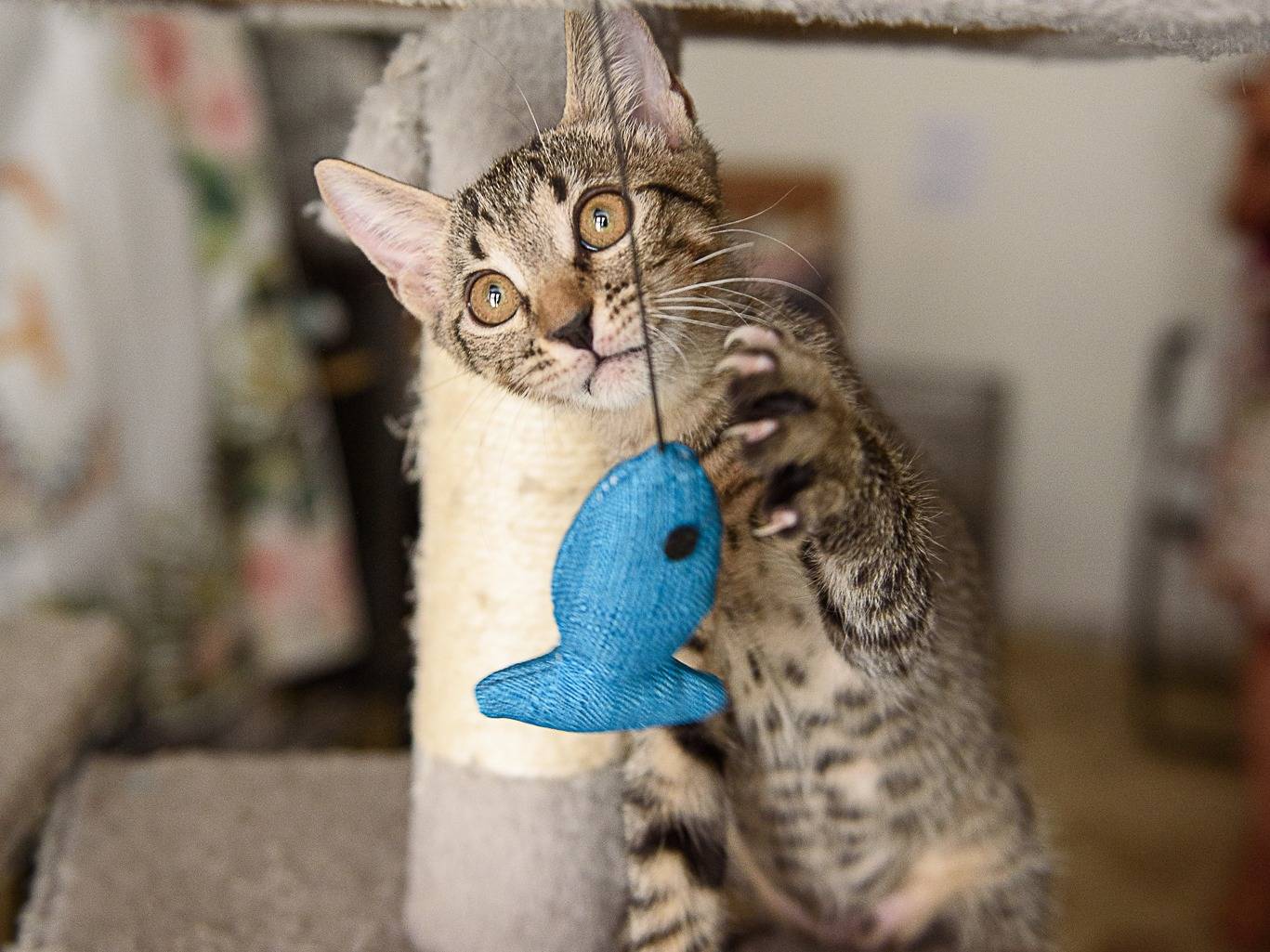 Adozione gatto, maschio, Razza sconosciuta Razza sconosciuta, 3 mesi, taglia non valida, Genova