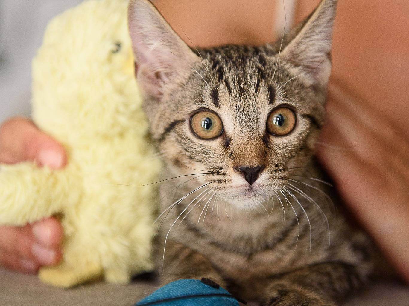 Adotta un gatto, maschio, 3 mesi, Genova
