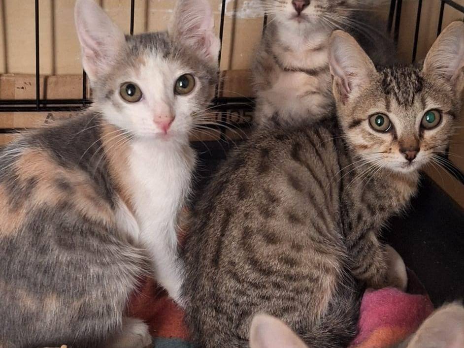 Adotta un gatto, taglia non valida, maschio, Genova