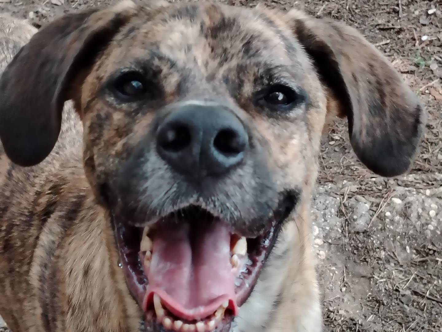 Adozione cane, maschio, Razza sconosciuta Razza sconosciuta, 5 anni, taglia grande, Roma