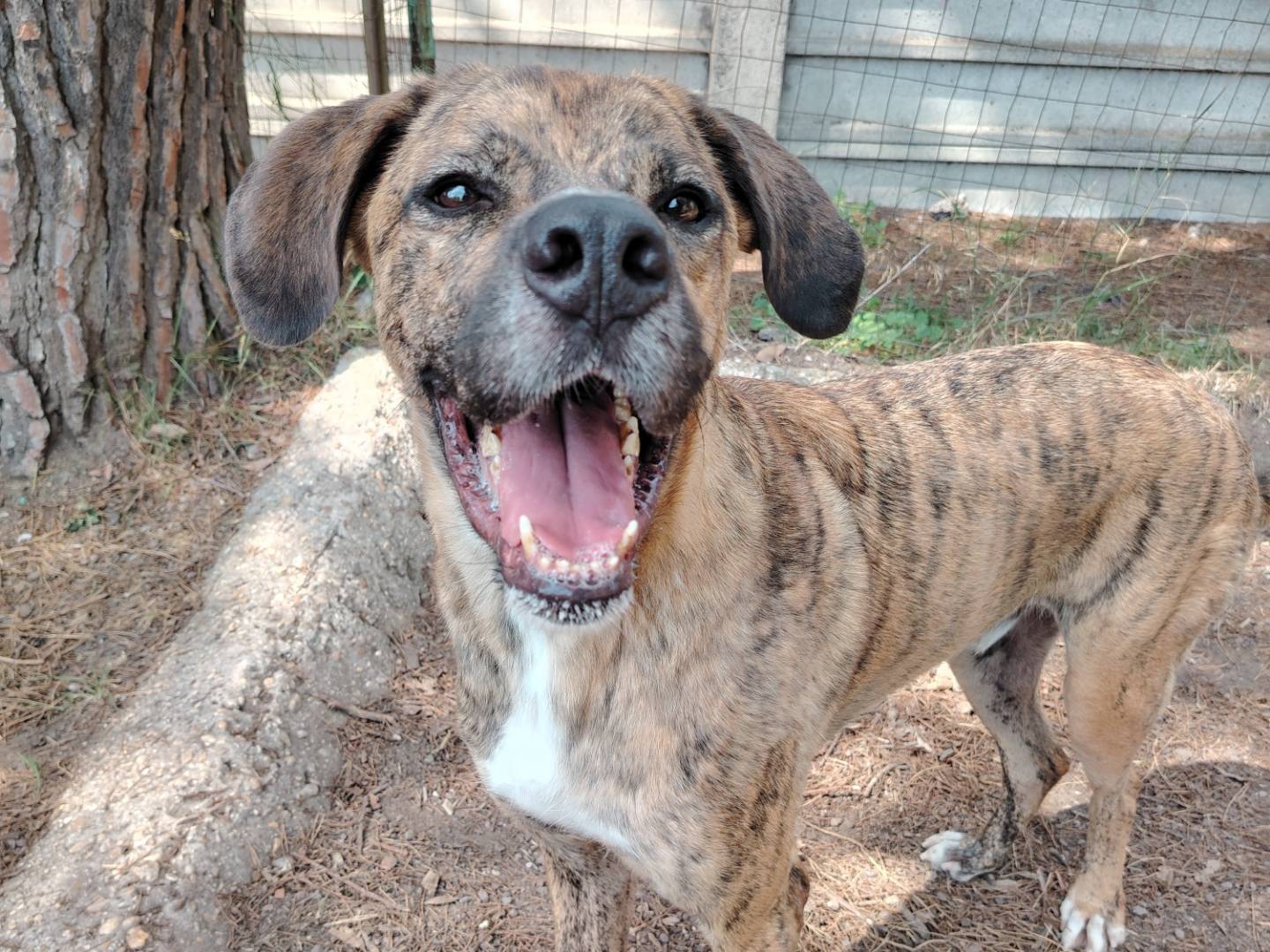 Adotta un cane, maschio, 5 anni, Roma