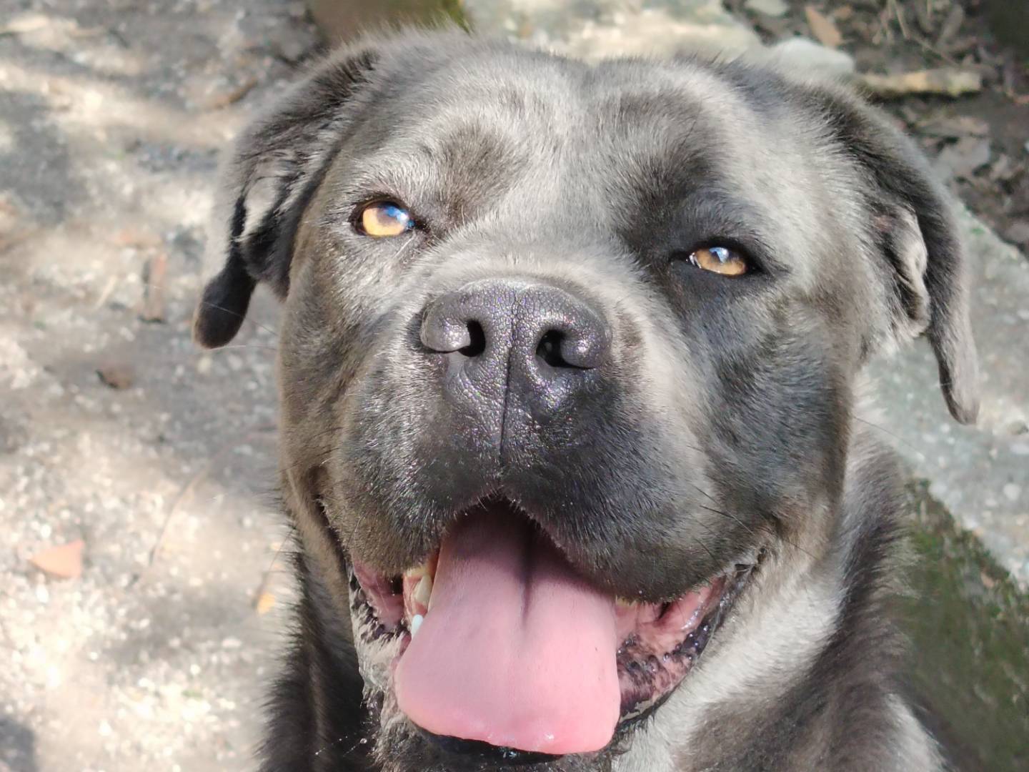 Adozione cane, femmina, Corso Razza sconosciuta, 2 anni e 10 mesi, taglia grande, Roma
