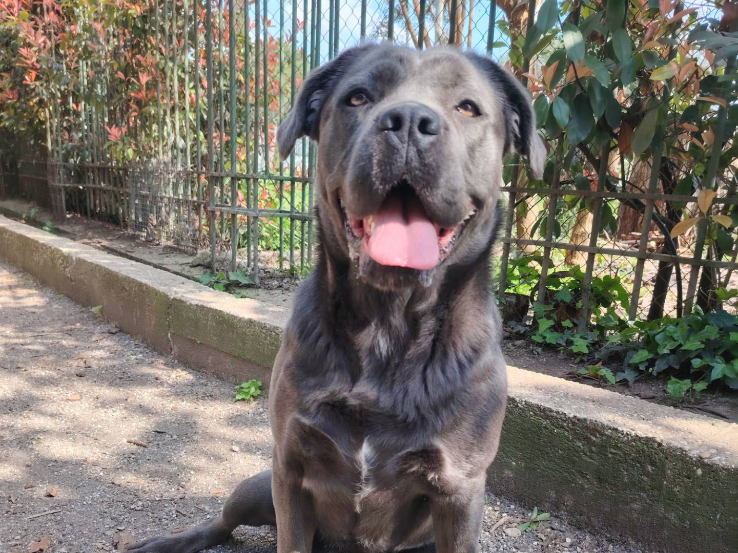 Adotta un cane, femmina, 2 anni e 10 mesi, Roma