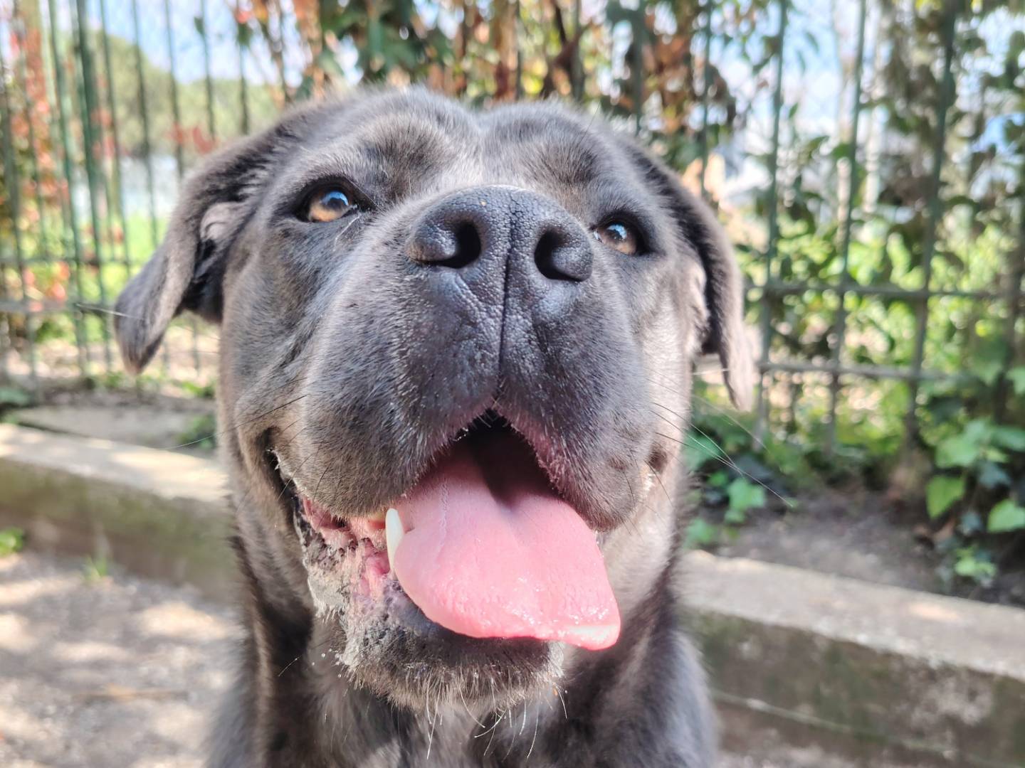 Adotta un cane, taglia grande, femmina, Roma