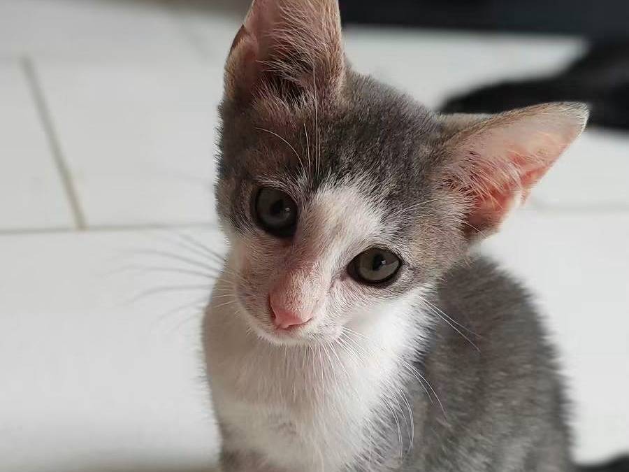 Adozione gatto, maschio, Razza sconosciuta Razza sconosciuta, 2 mesi, taglia non valida, Milano