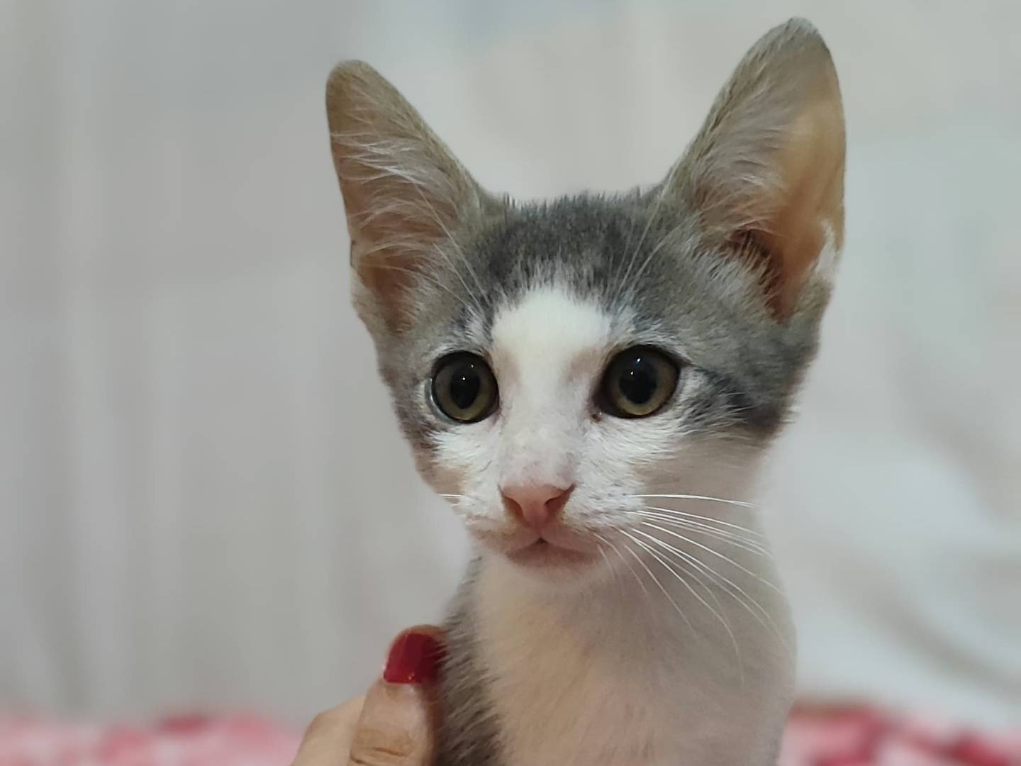 Adotta un gatto, maschio, 2 mesi, Milano