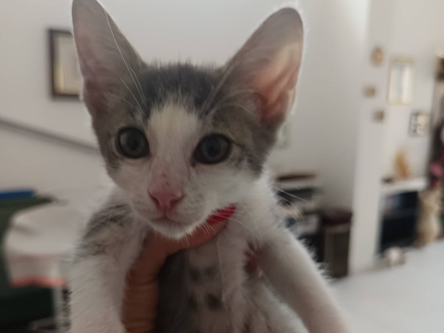 Adotta un gatto, taglia non valida, maschio, Milano