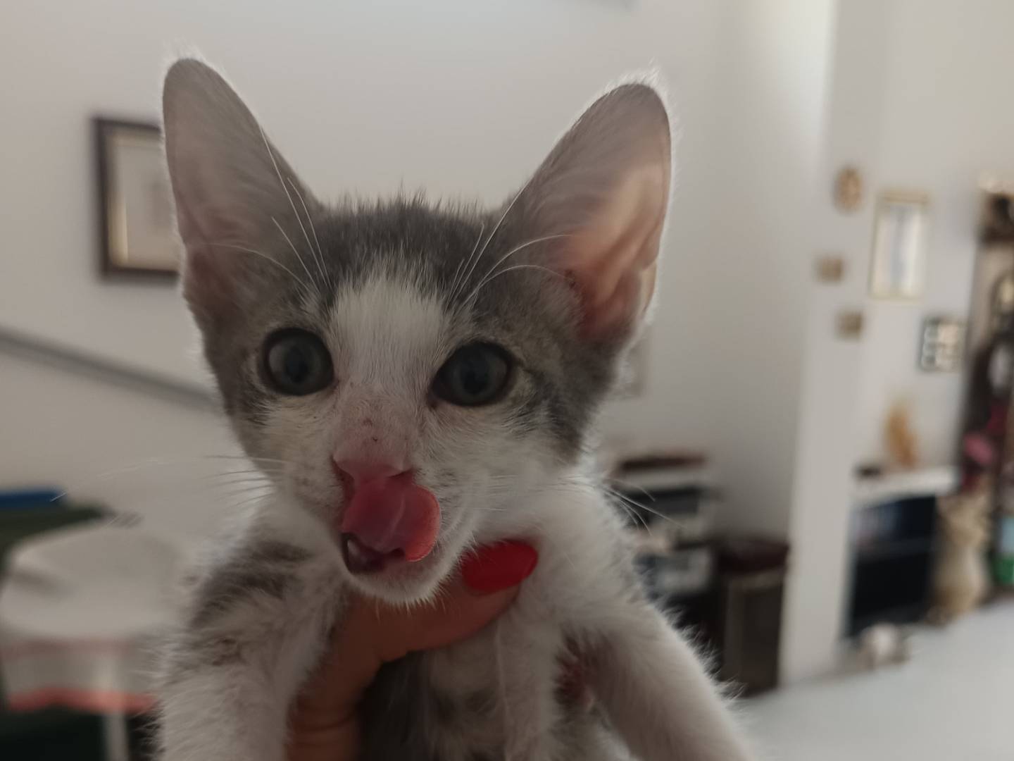 Vuoi adottare un gatto a Milano?