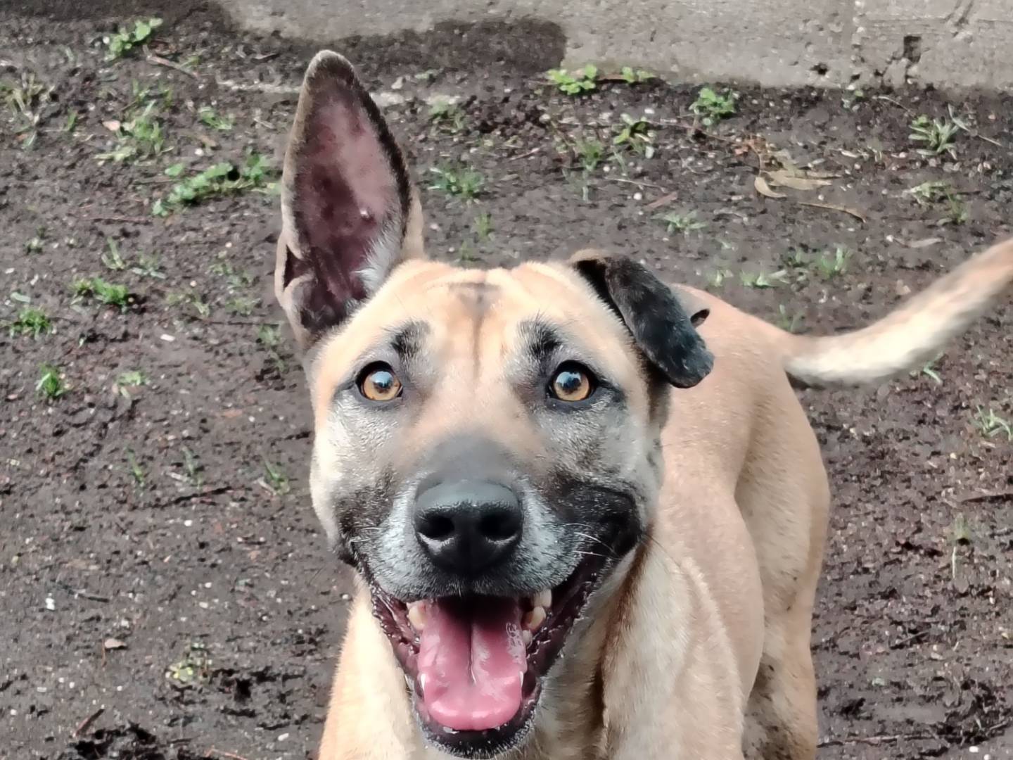 Adozione cane, femmina, Pastore Belga Malinois Razza sconosciuta, 5 anni e 11 mesi, taglia media, Roma