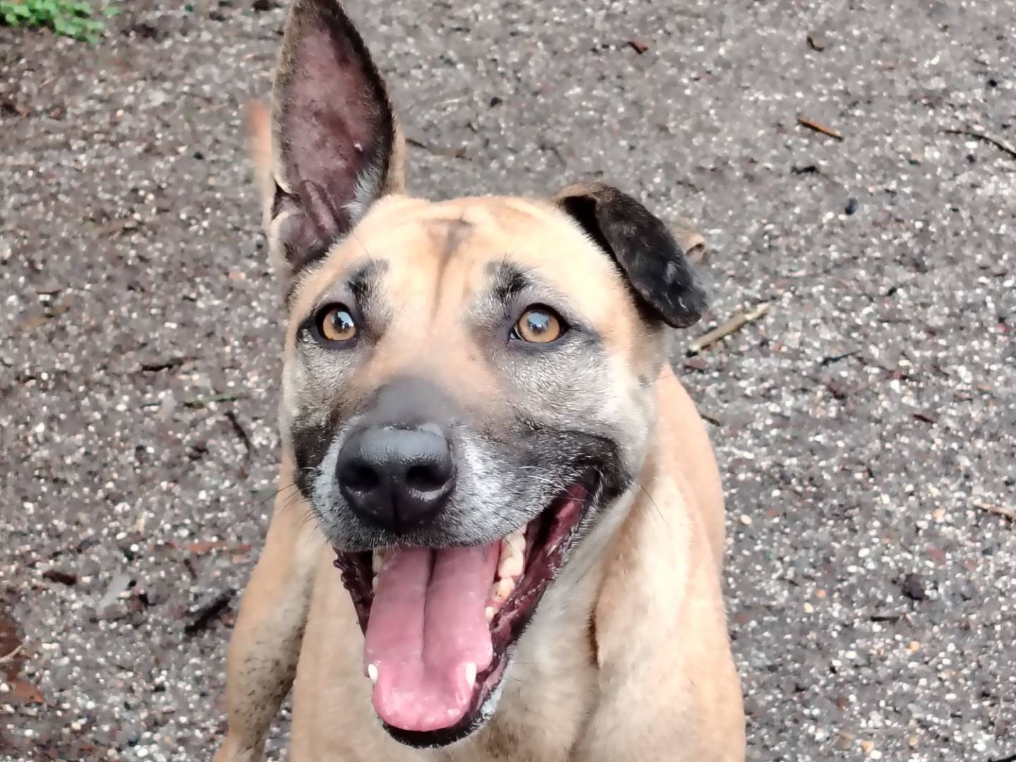 Adotta un cane, femmina, 5 anni e 11 mesi, Roma