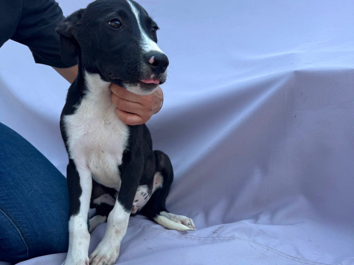 Adotta un cane, taglia media, maschio, Frosinone