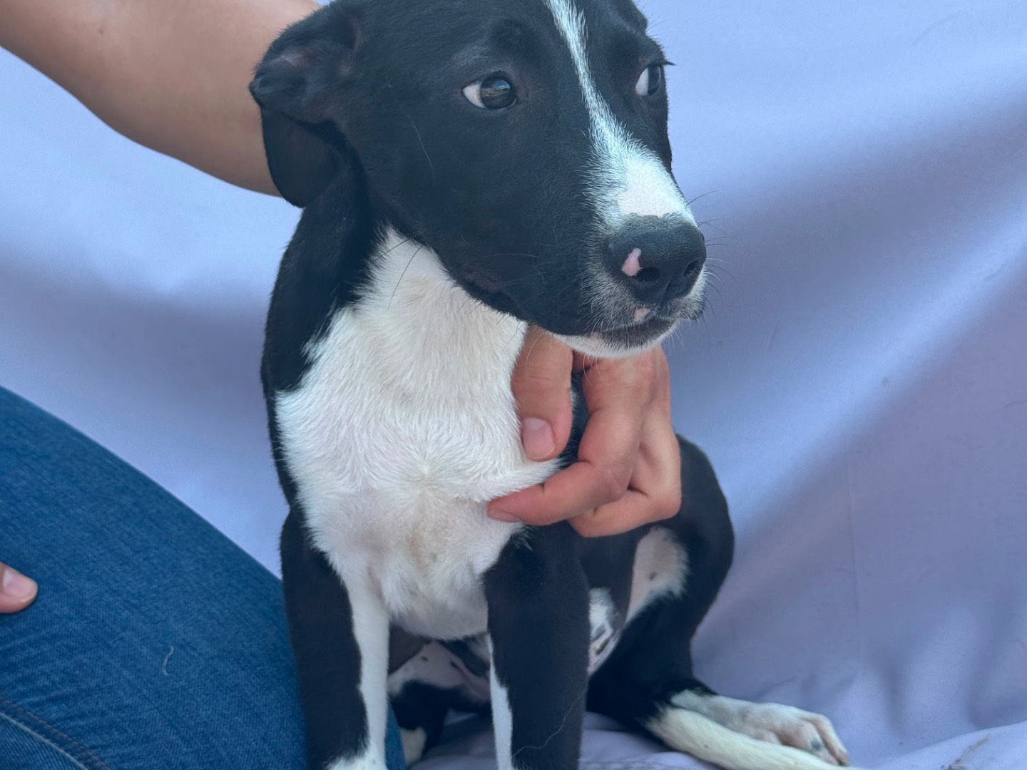 Vuoi adottare un cane a Frosinone?