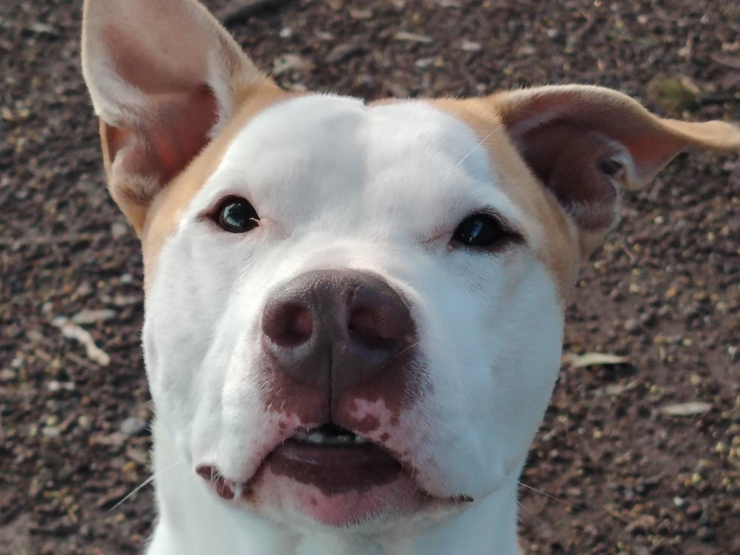 Adozione cane, maschio, Pitbull Razza sconosciuta, 6 anni e 10 mesi, taglia media, Roma