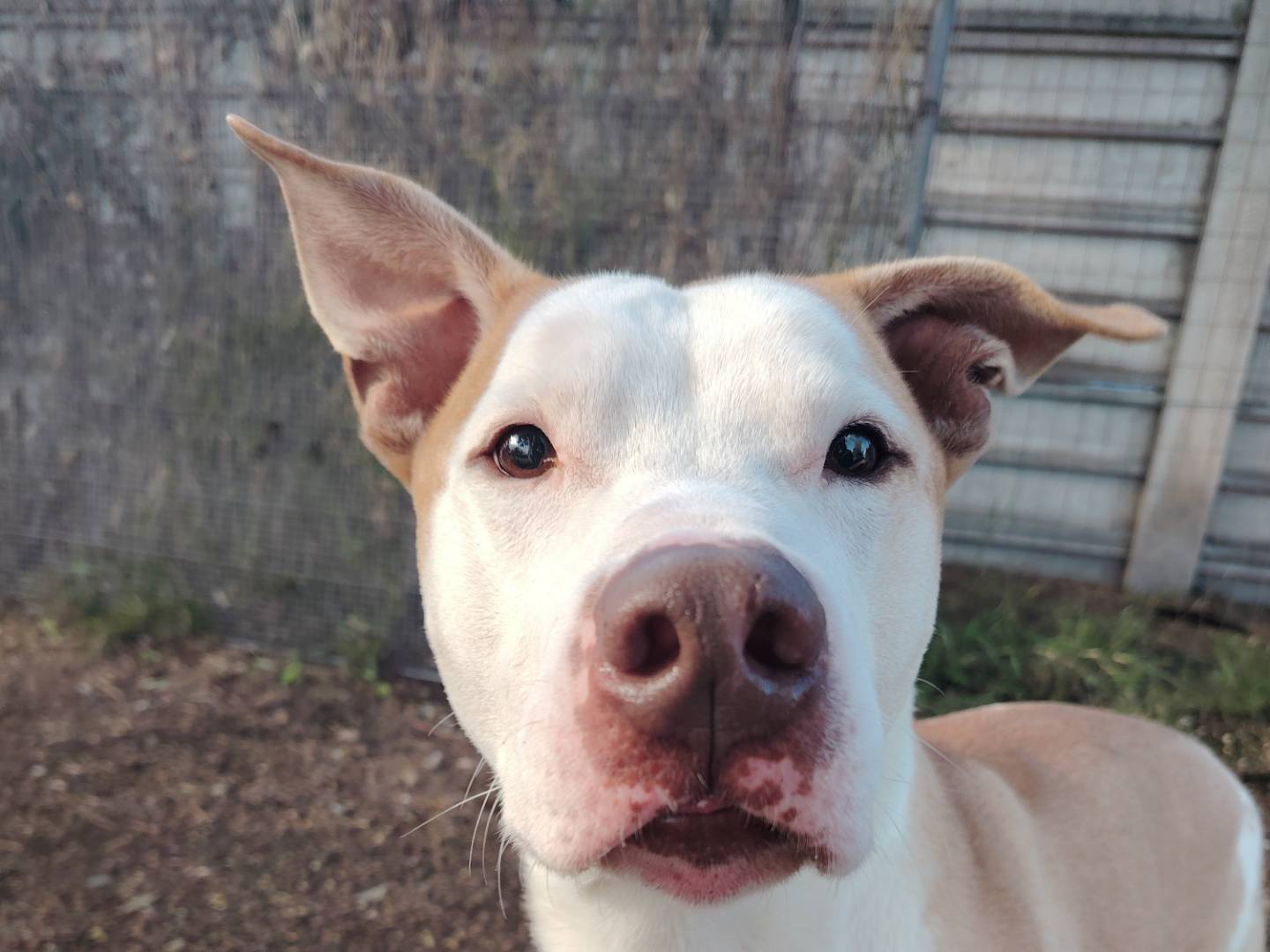 Adotta un cane, maschio, 6 anni e 10 mesi, Roma